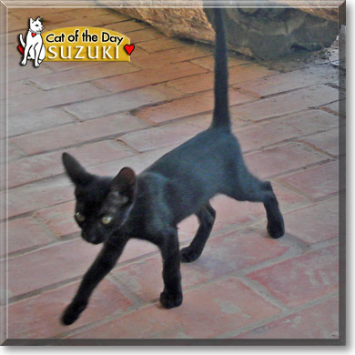 Suzuki, the Cat of the Day