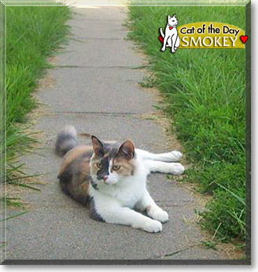 Smokey, the Cat of the Day