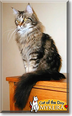 Mykeira, the Cat of the Day