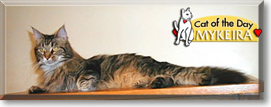 Mykeira, the Cat of the Day