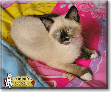 Sox, the Cat of the Day