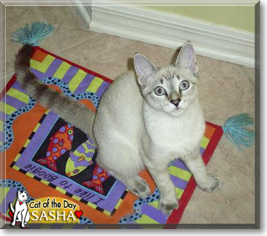 Sasha, the Cat of the Day