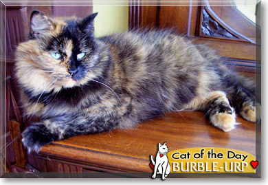 Burble-urp, the Cat of the Day