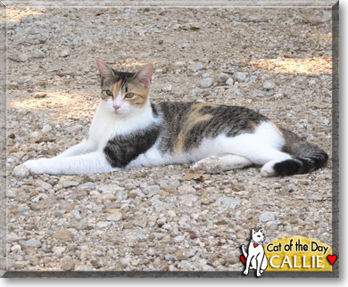 Callie, the Cat of the Day