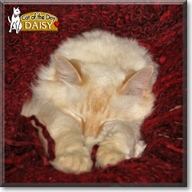 Daisy, the Cat of the Day