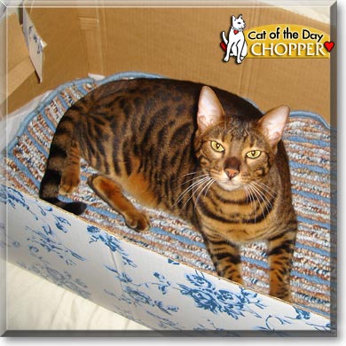 Chopper, the Cat of the Day
