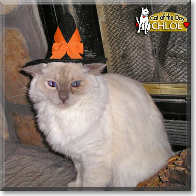 Chloe, the Cat of the Day