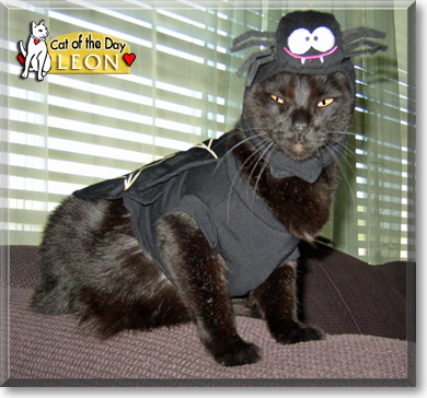 Leon, the Cat of the Day