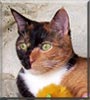 Miette