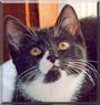 Minou