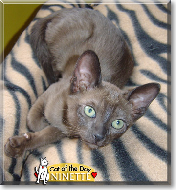 Ninette, the Cat of the Day