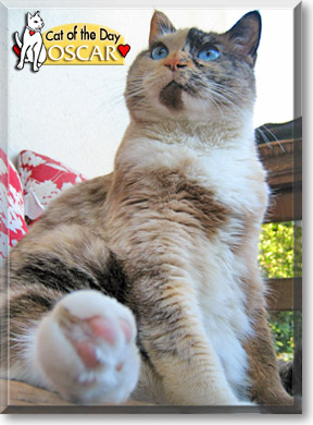 Oscar, the Cat of the Day