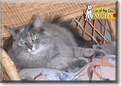 Muffy, the Cat of the Day