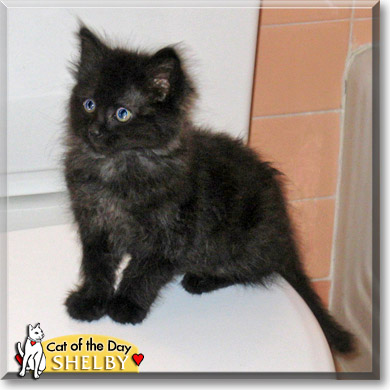 Shelby, the Cat of the Day
