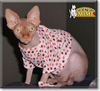 Mimi, the Cat of the Day