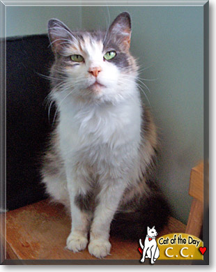 C.C., the Cat of the Day