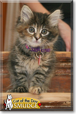 Smudge, the Cat of the Day