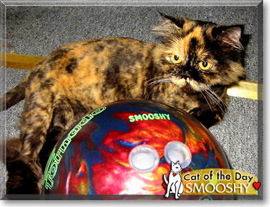 Smooshy, the Cat of the Day