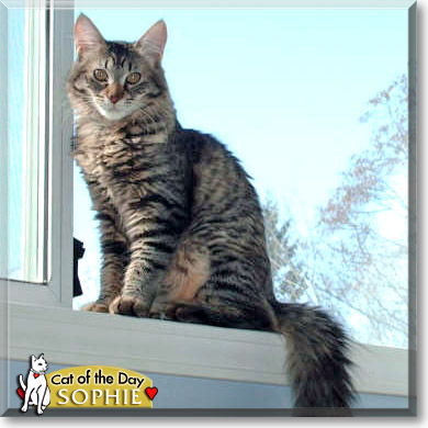 Sophie, the Cat of the Day