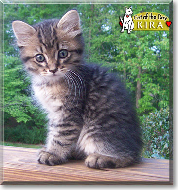 Kira, the Cat of the Day