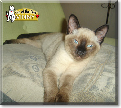 Vinny, the Cat of the Day
