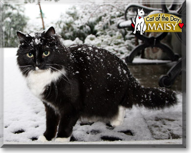 Maisy, the Cat of the Day