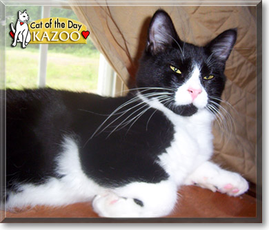 Kazoo, the Cat of the Day