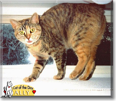 Ally, the Cat of the Day