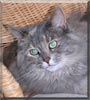 Muffy