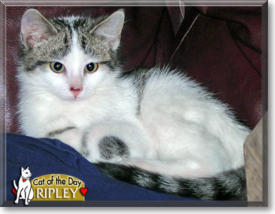 Ripley, the Cat of the Day