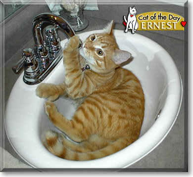 Ernest, the Cat of the Day
