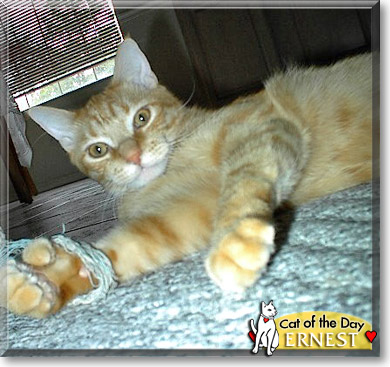 Ernest, the Cat of the Day