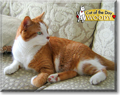 Woody, the Cat of the Day