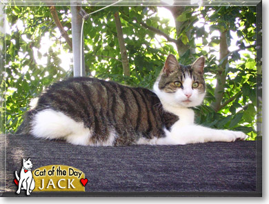 Jack, the Cat of the Day