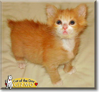 Gizmo, the Cat of the Day