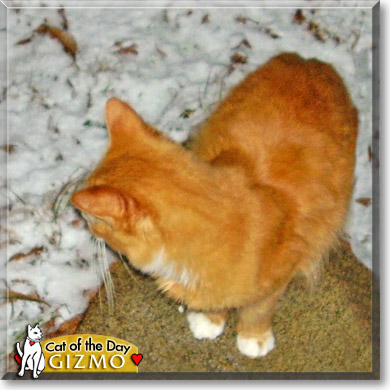 Jack, the Cat of the Day