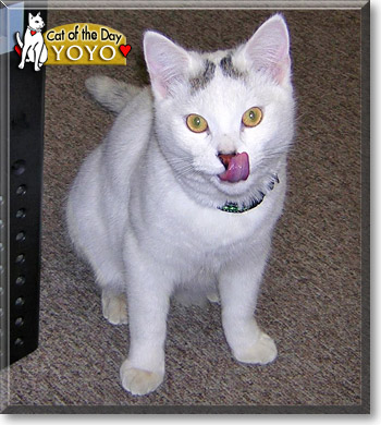 Yoyo, the Cat of the Day