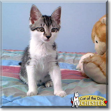 Chester, the Cat of the Day