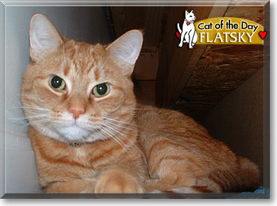 Flatsky, the Cat of the Day