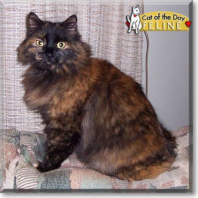 Feliné Catrisse, the Cat of the Day
