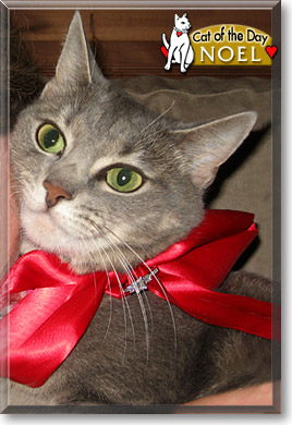 Noel, the Cat of the Day