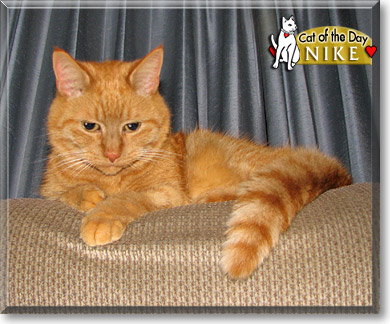 Nike, the Cat of the Day