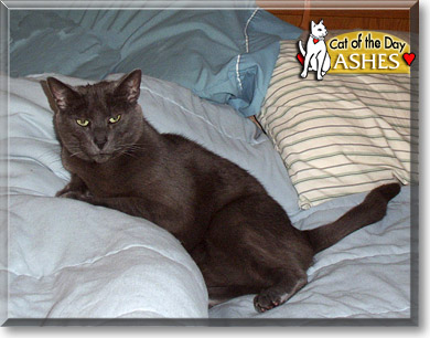Ashes, the Cat of the Day
