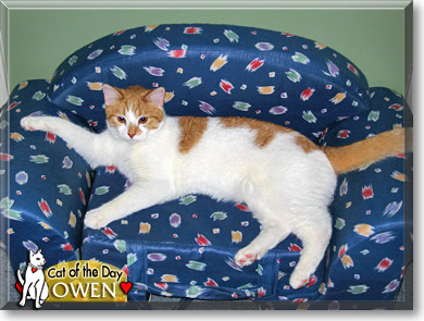 Owen, the Cat of the Day