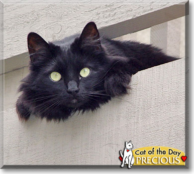 Precious, the Cat of the Day