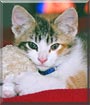 Callie