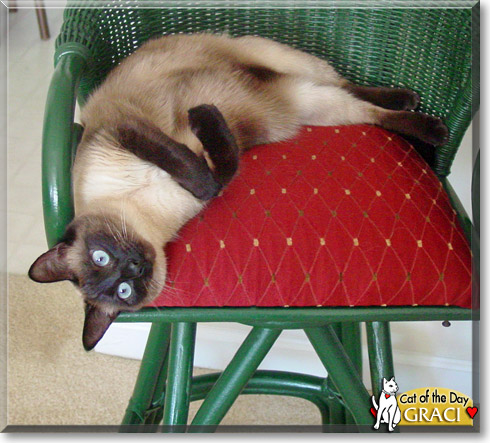 Graci, the Cat of the Day