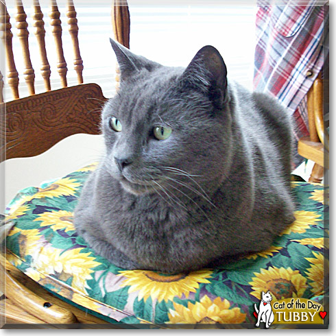 Tubby, the Cat of the Day
