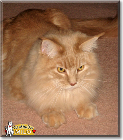 Milo, the Cat of the Day
