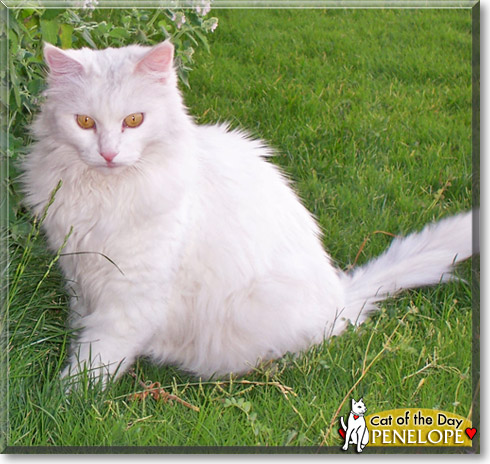 Penelope, the Cat of the Day